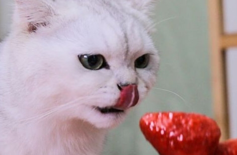 猫奴必看|猫猫生病的10大症状 猫奴必看|猫猫生病的10大症状