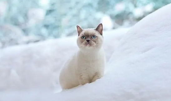 猫吐黄黄的糊是猫瘟吗？原来是这样