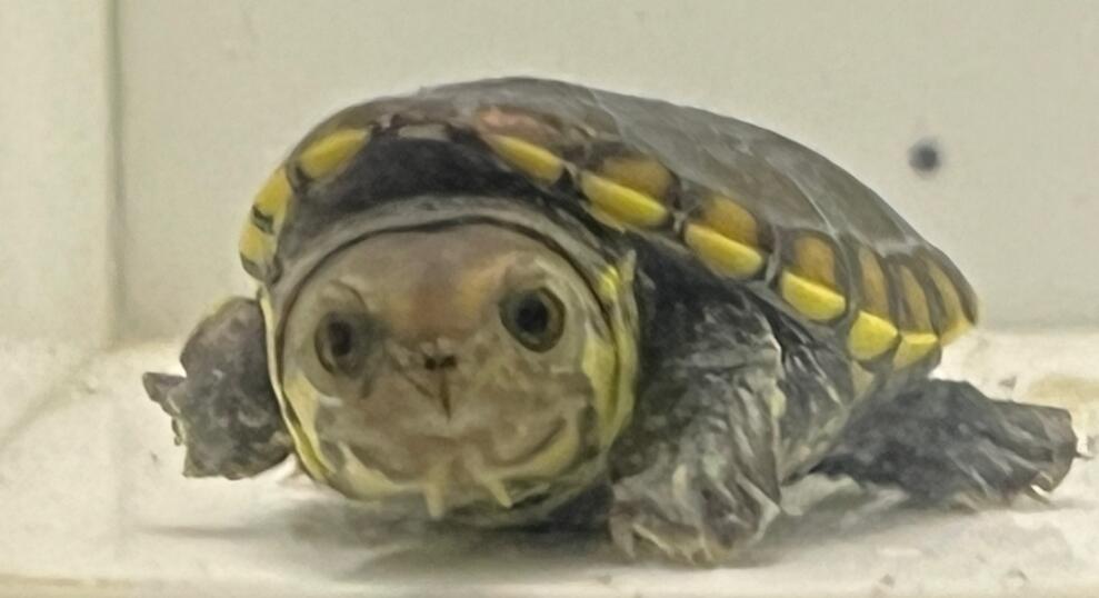 窄桥蛋龟需要晒太阳吗？试试看