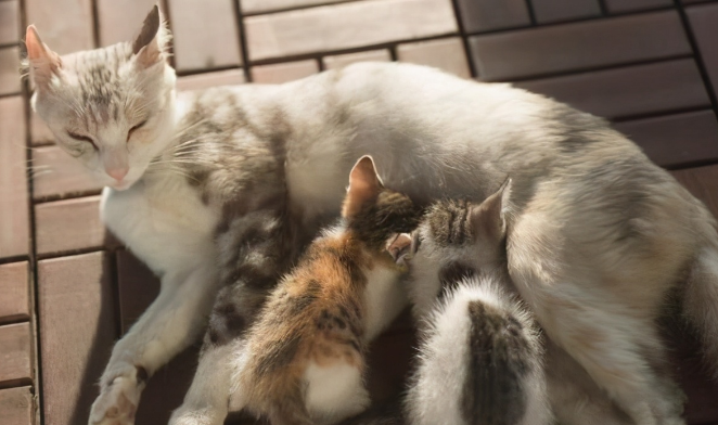 母猫几个月可以受孕呢？