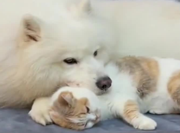 萨摩耶为什么总被猫咪打到身上 萨摩耶为什么总被猫咪打到身上