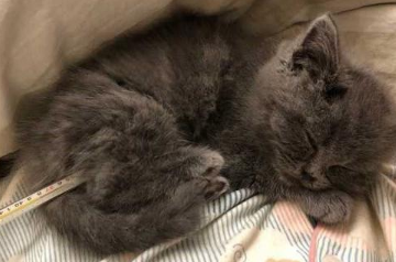 猫咪量体温夹后腿的正确方法 猫咪量体温夹后腿的正确方法