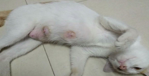 为什么猫咪会乳腺增生啊