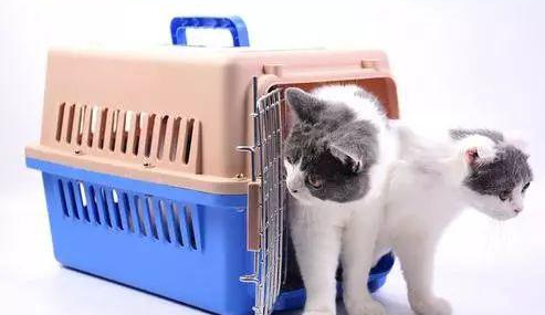 高铁托运一只猫要啥证件才能托运 高铁托运一只猫要啥证件才能托运