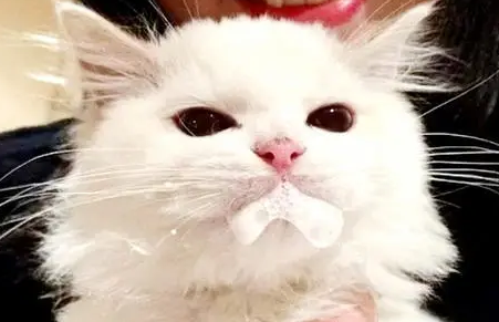 猫咪吐白色黏液或白色泡沫是怎么回事啊 猫咪吐白色黏液或白色泡沫是怎么回事啊