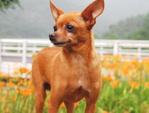 如何训练小鹿犬打猎呢？我来告诉你！