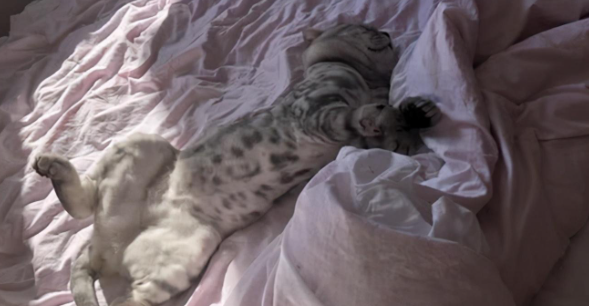虎斑猫剃完毛后花纹消失了，主人一头雾水：难道被调包了？