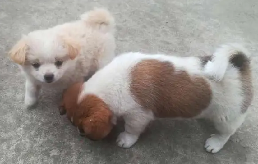 11个月的狗狗是成犬还是幼犬