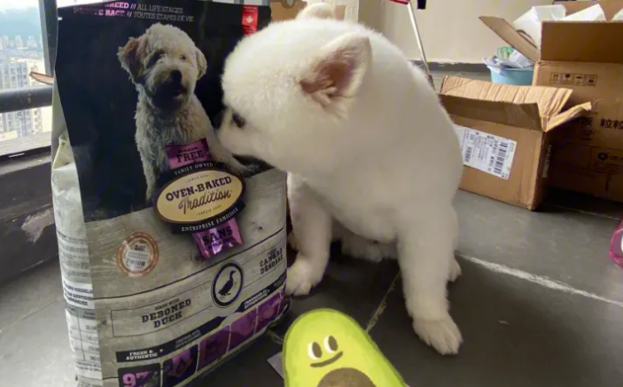 博美犬如何吃狗粮最好 博美犬如何吃狗粮最好