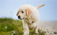 幼犬狗狗为什么老叫个不停