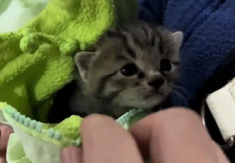 一窝小猫仅剩一只?可爱小猫立马捕获小姐姐的欢心 一窝小猫仅剩一只?可爱小猫立马捕获小姐姐的欢心