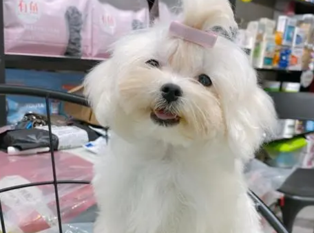 马尔济斯犬怎么预防食物中毒? 马尔济斯犬怎么预防食物中毒?