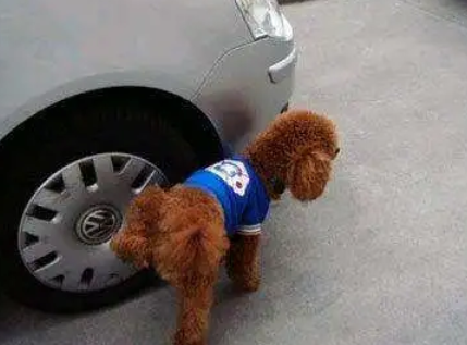 狗尿对轮毂伤害有多大
