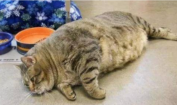 猫有没有肥胖症怎么判断