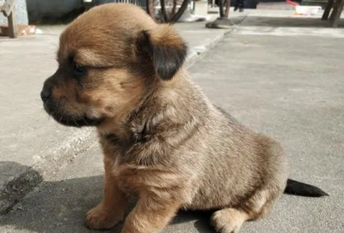 咖啡色土狗幼犬图片