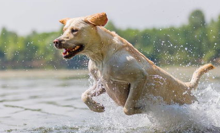 一文详解：犬钩端螺旋体病的诊断及防治