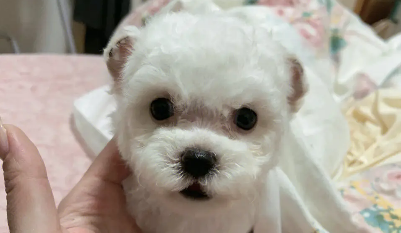 比熊犬300元一只贵吗