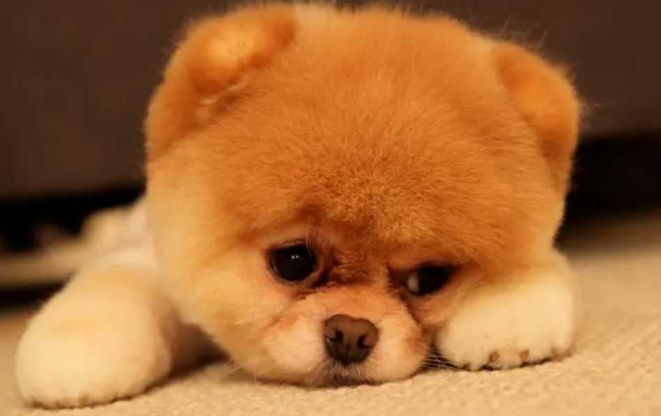 狗狗为什么会得犬瘟