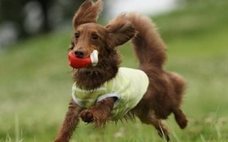 一文详解：幼犬患有佝偻病的原因和治疗方法
