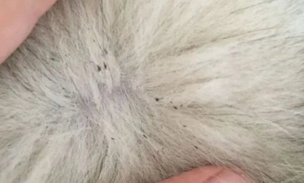 狗狗毛里摸着硬的东西 狗狗毛里摸着硬的东西