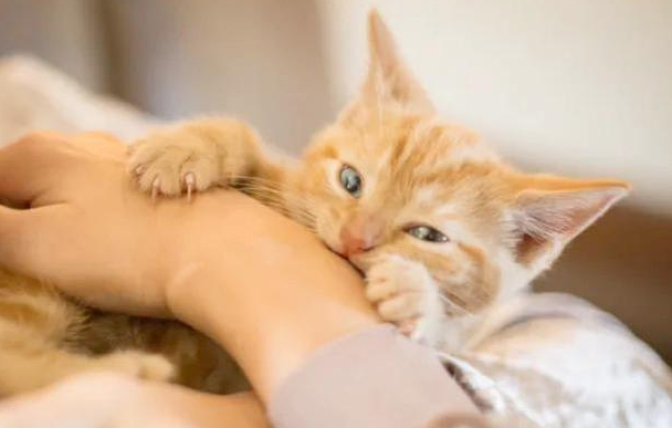 猫咪掉牙是什么原因?你见过你家猫主子掉牙吗? 猫咪掉牙是什么原因?你见过你家猫主子掉牙吗?