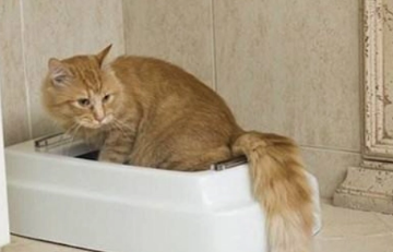 猫咪腹泻有什么原因引起的 猫咪腹泻有什么原因引起的