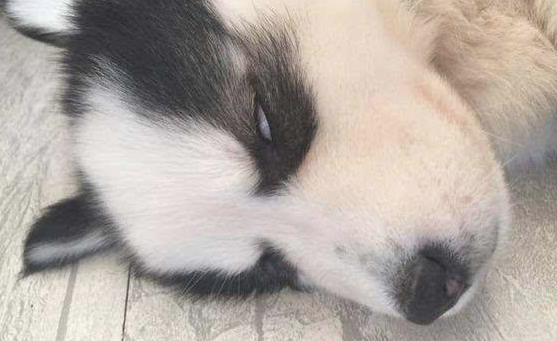 小宠物接诊:狗狗睡觉翻白眼,是病了吗? 小宠物接诊:狗狗睡觉翻白眼,是病了吗?