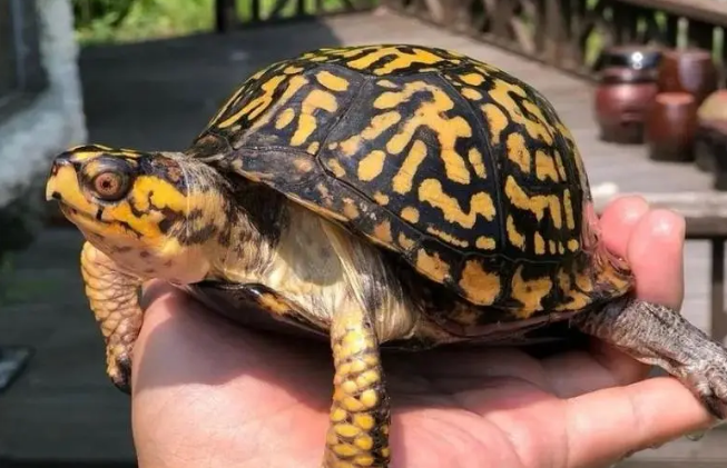 东箱龟多少一个