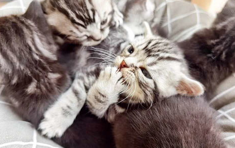 一文告诉你，如何给猫猫选择最好的猫粮？