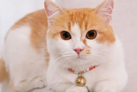 猫咪为什么都喜欢铃铛呢 猫咪为什么都喜欢铃铛呢