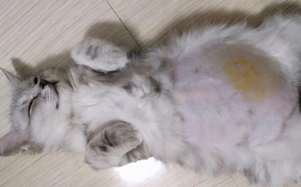 猫传腹从发生到死持续多久啊