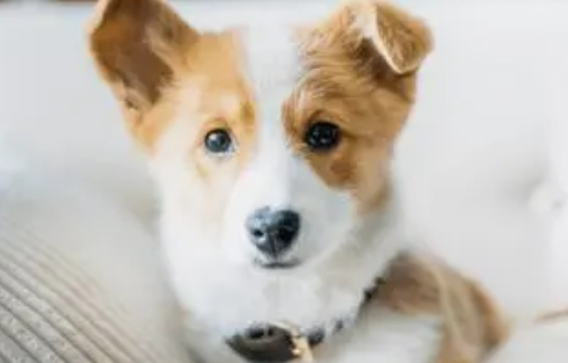 第一次买狗狗需要注意什么
