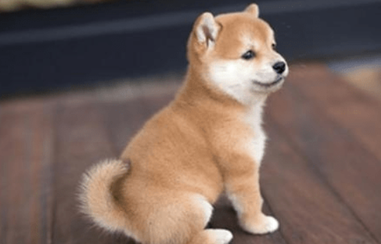 养柴犬的6大益处,难怪那么多的人养! 养柴犬的6大益处,难怪那么多的人养!