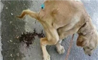 狗狗腹泻可以吃哪些人的药