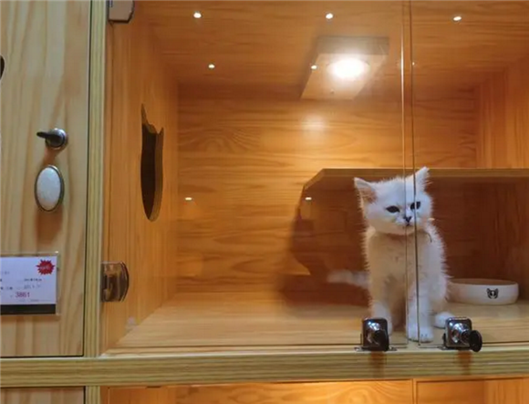 小猫来了猫舍为什么那么贵