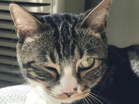 猫的异常排尿解析