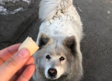 吃鸡蛋饼的时候碰到只狗狗,下班后我准备收养它,狗狗却不见了 吃鸡蛋饼的时候碰到只狗狗,下班后我准备收养它,狗狗却不见了