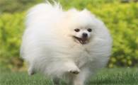 狗狗二天没排便正常吗?一起来看看