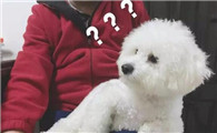 狗狗有这6个征兆,中了就偷着乐吧!