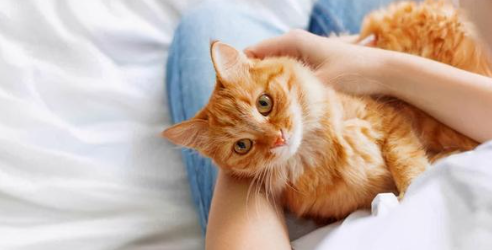 猫杯状病毒治疗花了3000多