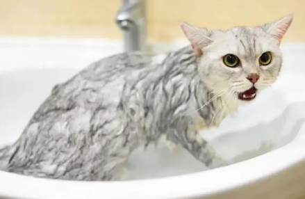 猫咪为什么洗澡会瘦很多呢