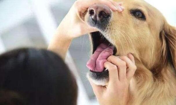 狗狗嘴角溃烂发出臭味溃烂，看看能不能解决