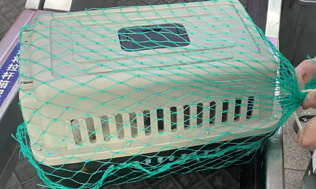 猫咪托运前能吃东西吗 猫咪托运前能吃东西吗