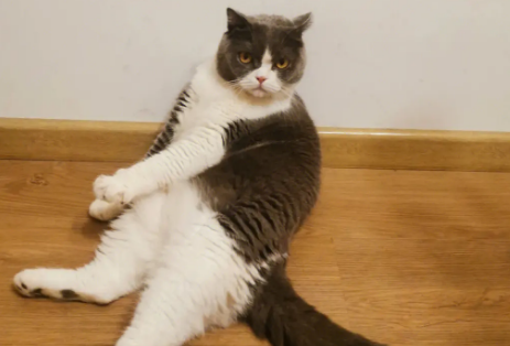 猫咪的坐姿图解