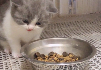 小奶猫吃什么食物除了猫粮