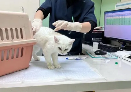 猫咪细小有什么症状?有哪些表现? 猫咪细小有什么症状?有哪些表现?