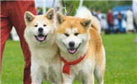 这6种狗狗脾气很差,惹来到马上会被咬!