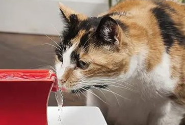 猫咪喝完水为什么要叫
