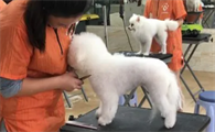 宠物美容师是干什么的