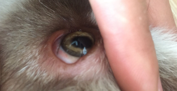 狗狗眼睛上有个能动的块状物正常吗为什么 狗狗眼睛上有个能动的块状物正常吗为什么